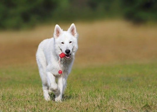 swiss-shepherd-dog-dog-white-animal-46523